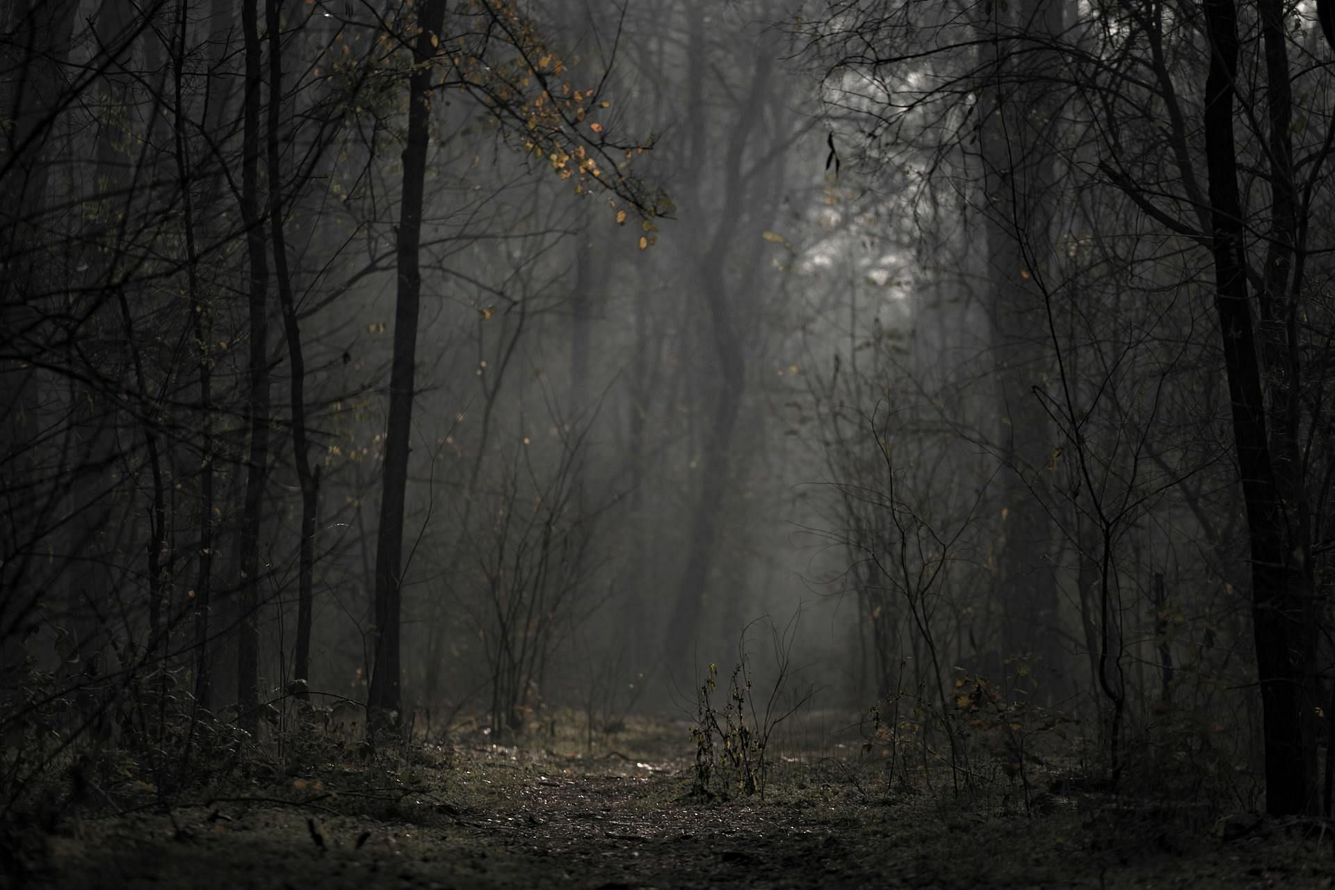 Melissa's body was found in the woods (Image via Pexels/Anton Atanasov)